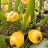 Courgette Seeds - One Ball F1