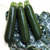Courgette Seeds - Tosca F1