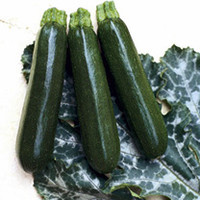 Courgette Seeds - Tosca F1