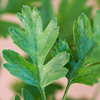 Craetagus monogyna Plants - 20 x 2 Litre Pots