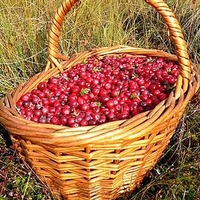 Cranberry Plant - Stevens