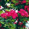 Crataegus Laevigata Plant - Paul