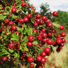 Crataegus monogyna Bare Roots 50 90/120