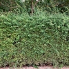 Crataegus monogyna (Hawthorn) Plants - 2L Value Hedging Range