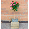 Crate Kit - Rose Mini-Standard Plant,  Square Crate LUCKY DIP