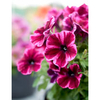 Crazytuni9a Plants - Ultra Violet