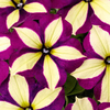 Crazytunia Plants - Frisky Purple