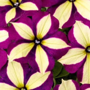 Crazytunia Plants - Frisky Purple