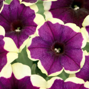 Crazytunia Plants - Goodnight Kisses