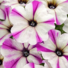 Crazytunia Plants - Maniac Lilac