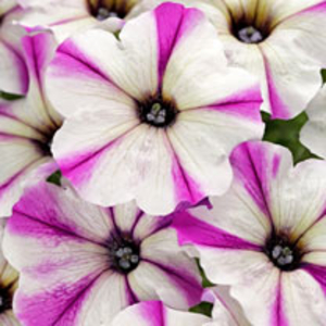 Crazytunia Plants - Maniac Lilac