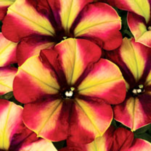Crazytunia Plants - Razzmatazz