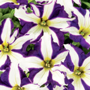 Crazytunia Plants - Starlight Blue