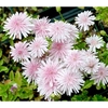 Crepis rubra Seeds - Pink