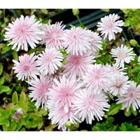 Crepis rubra Seeds - Pink