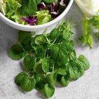 Cress Seeds - American or Land