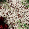 Crimson & Cream - Bulk