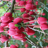 Crinodendron Plant - Hookerianum