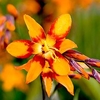 Crocosmia Bulbs - Emily Mackenzie