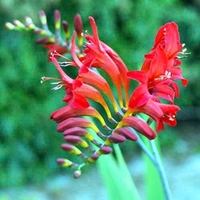 Crocosmia Bulbs - Lucifer