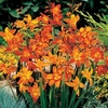 Crocosmia Bulbs - Mix