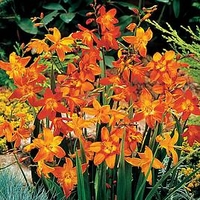 Crocosmia Bulbs - Mix