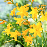 Crocosmia Plant - Buttercup