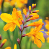 Crocosmia Plant - Columbus