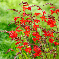 Crocosmia Plant - Emberglow