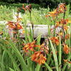 Crocosmia Plant - Emily McKenzie