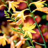 Crocosmia Plant - George Davidson