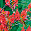 Crocosmia Plant - Lucifer