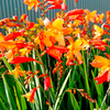 Crocosmia Plant - Orange Pekeo