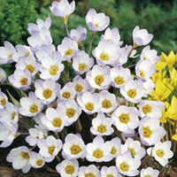 Crocus Bulbs - Blue Pearl