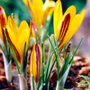 Crocus Bulbs - Cloth-of-Gold
