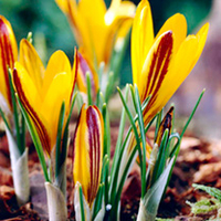 Crocus Bulbs - Cloth-of-Gold