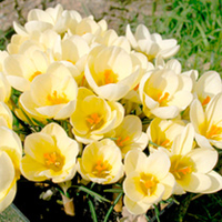 Crocus Bulbs - Cream Beauty