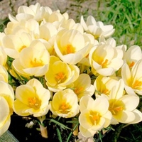 Crocus Bulbs - Cream Beauty