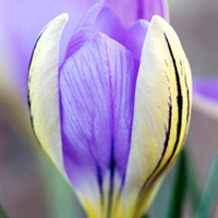 Crocus Bulbs - de Jager
