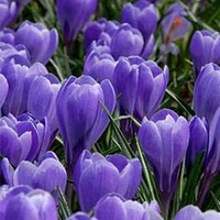 Crocus Bulbs - Grand Maitre