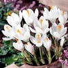 Crocus Bulbs - Jeanne d