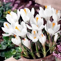Crocus Bulbs - Jeanne d