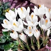 Crocus Bulbs - Jeanne d