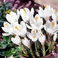 Crocus Bulbs - Jeanne d