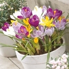 Crocus Bulbs - Jumbo Mix