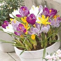 Crocus Bulbs - Jumbo Mix