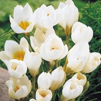 Crocus Bulbs - Snowbunting