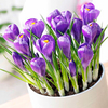Crocus Bulbs (Indoor) - Blue