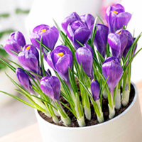 Crocus Bulbs (Indoor) - Blue