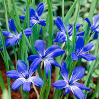 Crocus Corm - Chilean Blue